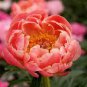 Heirloom Multi-petalled Pink Peony Tree 'Wu Zhi' Flower 10 Seeds