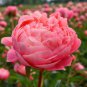 Heirloom Multi-petalled Pink Peony Tree 'Wu Zhi' Flower 10 Seeds