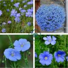 Blue Flax ORGANIC NEWLY HARVESTED BEAUTIFUL BLUE FLOWERS 100 Seeds