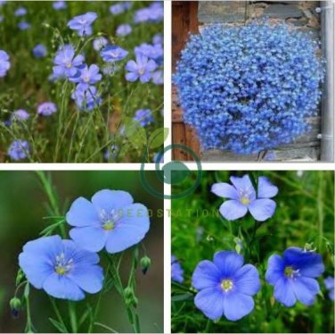 Blue Flax ORGANIC NEWLY HARVESTED BEAUTIFUL BLUE FLOWERS 100 Seeds