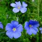 Blue Flax ORGANIC NEWLY HARVESTED BEAUTIFUL BLUE FLOWERS 100 Seeds