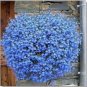 Blue Flax ORGANIC NEWLY HARVESTED BEAUTIFUL BLUE FLOWERS 100 Seeds