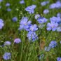 Blue Flax ORGANIC NEWLY HARVESTED BEAUTIFUL BLUE FLOWERS 100 Seeds
