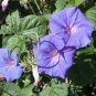 Purple Morning Glory 100 Seeds
