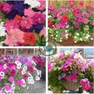 Mix Petunia Splendid in hanging baskets and containers 240 Seeds