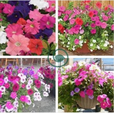 Mix Petunia Splendid in hanging baskets and containers 240 Seeds