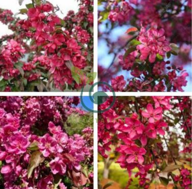 Dark Red Apple Flowering Plant 20 Seeds