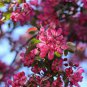 Dark Red Apple Flowering Plant 20 Seeds