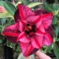 Rosy Adenium Obesum HANGPLAKAD Desert Rose Flowers 4 Seeds