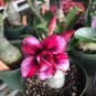 Rosy Adenium Obesum HANGPLAKAD Desert Rose Flowers 4 Seeds
