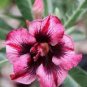 Rosy Adenium Obesum HANGPLAKAD Desert Rose Flowers 4 Seeds