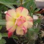 Variegated Adenium Obesum Golden Pink Desert Rose Flowers 4 Seeds