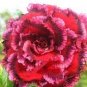 Rosy Adenium Obesum 7th Heaven Desert Rose Flowers 4 Seeds