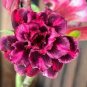 Rosy Adenium Obesum 7th Heaven Desert Rose Flowers 4 Seeds
