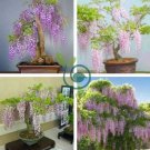 Bonsai Pink Wisteria  200 Seeds