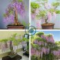 Bonsai Pink Wisteria  200 Seeds