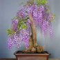 Bonsai Pink Wisteria 200 Seeds
