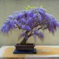 Bonsai Chinese Wisteria 200 Seeds