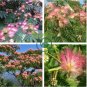 Albizia Julibrissin Mimosa 200 Seeds