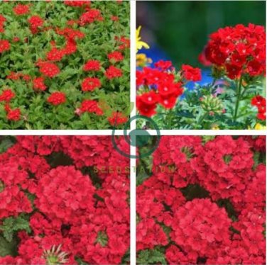 Blood Red Verbena Flower 60 Seeds