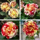 'George Burns' Striped Roses 400 Seeds