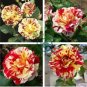 'George Burns' Striped Roses 400 Seeds