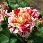 'George Burns' Striped Roses 400 Seeds