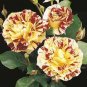 'George Burns' Striped Roses 400 Seeds