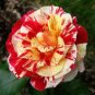 'George Burns' Striped Roses 400 Seeds