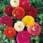 Mixed Ranunculus Asiaticus 50 Seeds