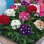 Heirloom 'Luo Han' Dark Red Verbena with White Heart Flower 100 Seeds
