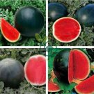 Heirloom Black Round Red Seedless Watermelon 12 Seeds
