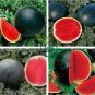 Heirloom Black Round Red Seedless Watermelon 12 Seeds