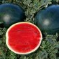 Heirloom Black Round Red Seedless Watermelon 12 Seeds