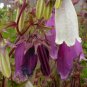 Campanula Punctata Rubriflora 60 Seeds