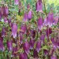 Campanula Punctata Rubriflora 60 Seeds