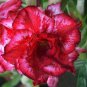 Rare 'big ball' Adenium Desert Rose 4 Seeds