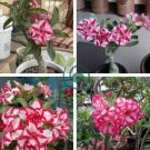 Rare 'King of Comedy' Adenium Desert Rose 4 Seeds
