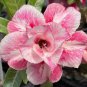 Imported 'sunset glow' Adenium Desert Rose 4 Seeds