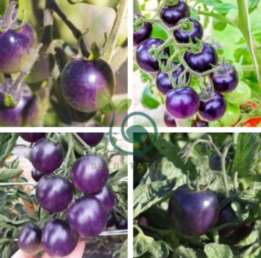 Indigo Rose Purple Blue Tomato 50 Seeds