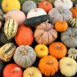 Cucurbita maxima 'Incense burner' Squash Ornamental Fruit 20 Seeds