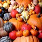 Cucurbita maxima 'Incense burner' Squash Ornamental Fruit 20 Seeds