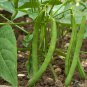 Runner Dwarf Climbing Green Pea 300 Seeds