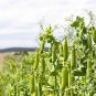 Runner Dwarf Climbing Green Pea 300 Seeds