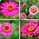 Zinnia Elegans Pink Youth-and-Old-Age with Little Flowers 100 Seeds