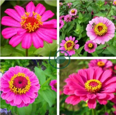Zinnia Elegans Pink Youth-and-Old-Age with Little Flowers 100 Seeds