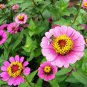 Zinnia Elegans Pink Youth-and-Old-Age with Little Flowers 100 Seeds