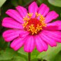 Zinnia Elegans Pink Youth-and-Old-Age with Little Flowers 100 Seeds