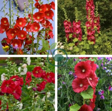 Hollyhock Country Romance Red Alcea Rosea Flower 40 Seeds