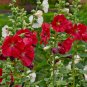 Hollyhock Country Romance Red Alcea Rosea Flower 40 Seeds
